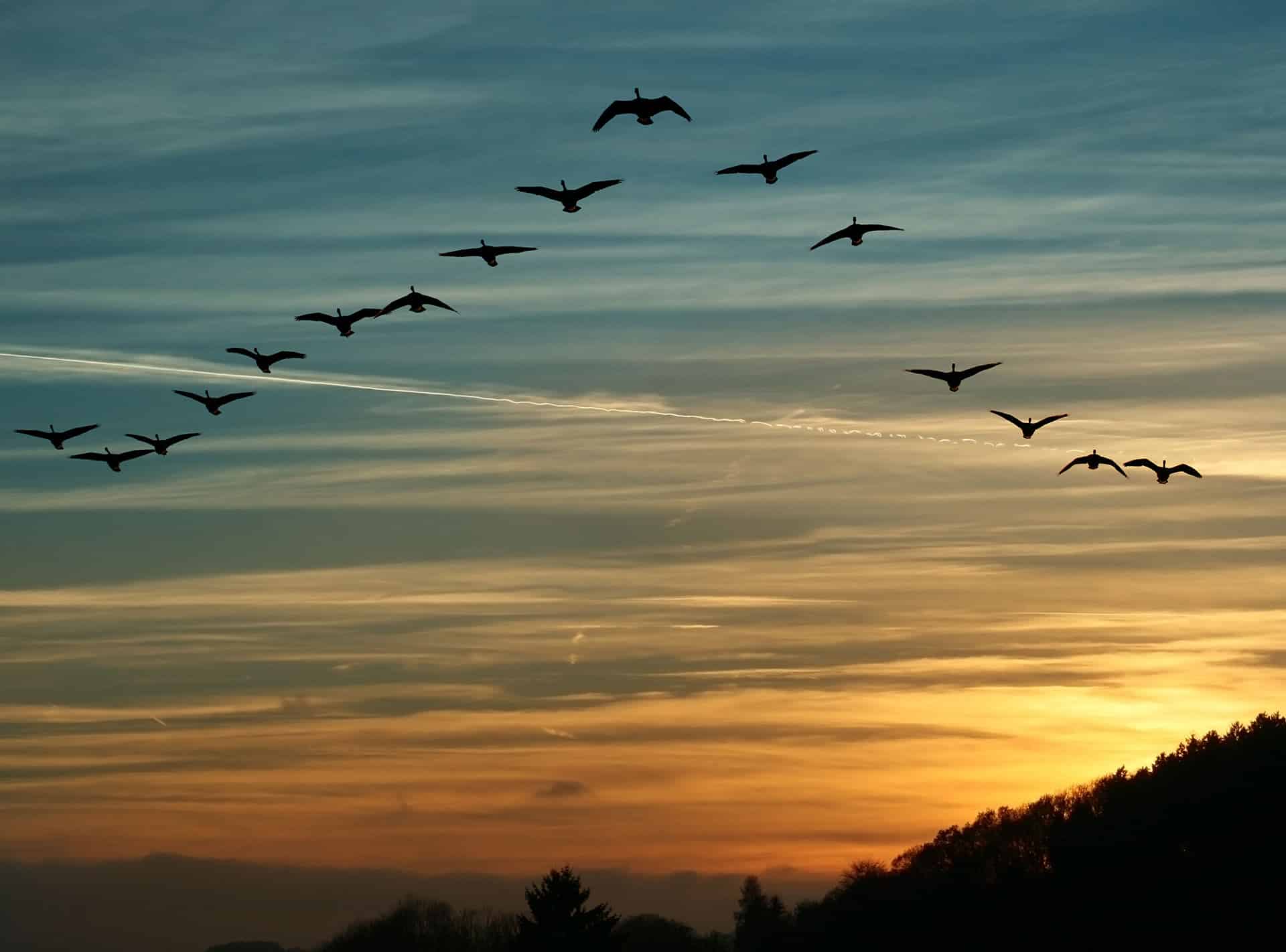 Migrating birds in sunset sky