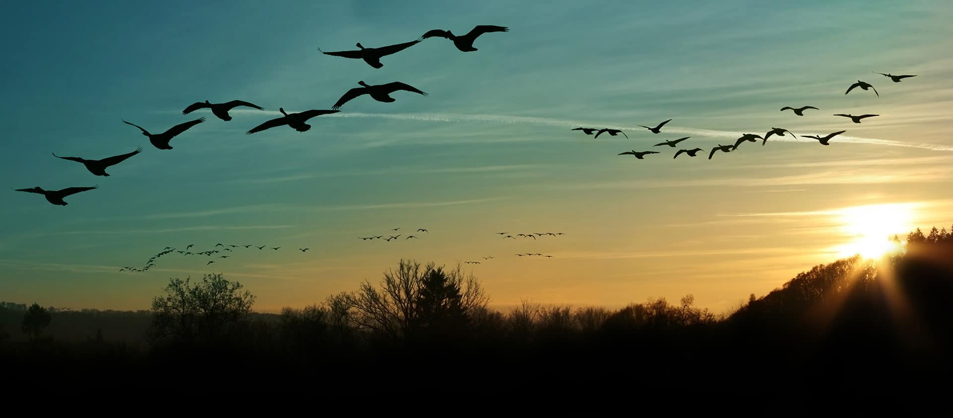 Birds in flight at sunset